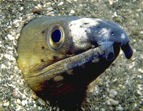 Snake eels (Ophichthidae) .